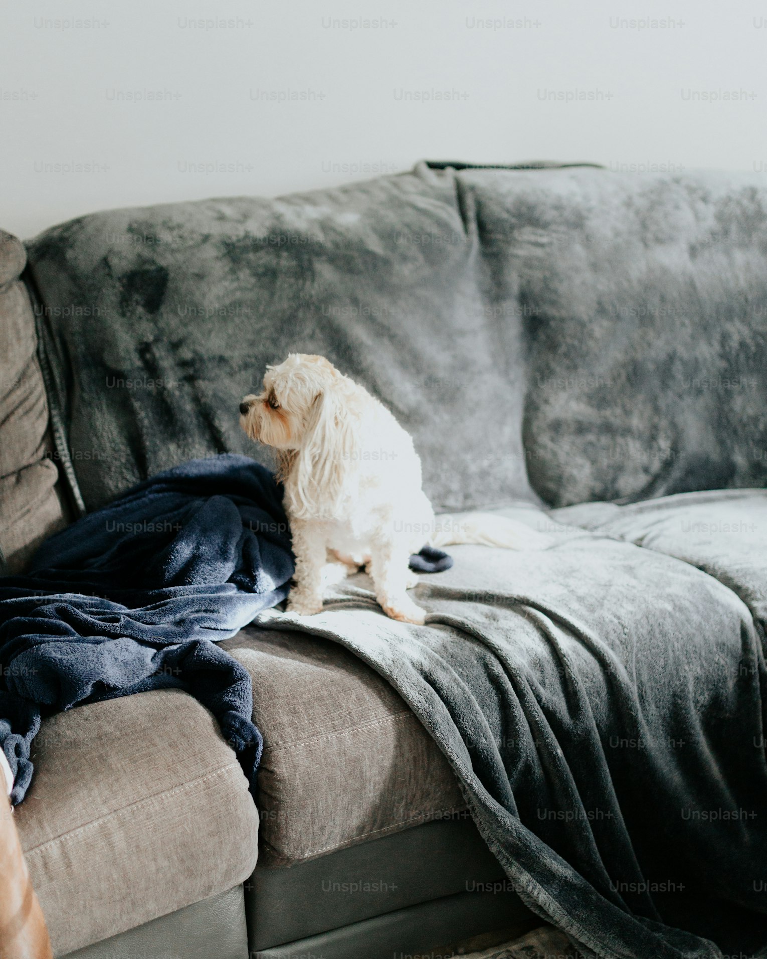 Why Probiotics Benefit Both Dogs and Owners