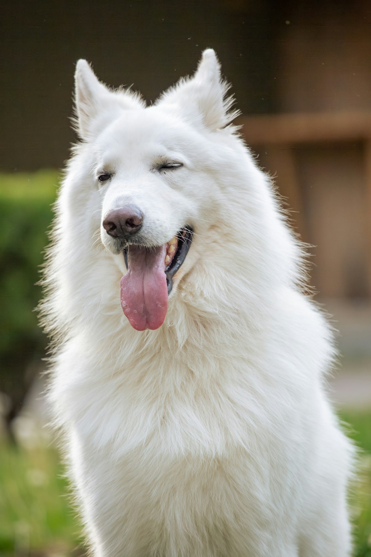 Helping Your Dog Enjoy the Healthiest Years of Life