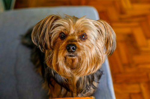 How Vitamin B3 Is Changing Dog Skin Care