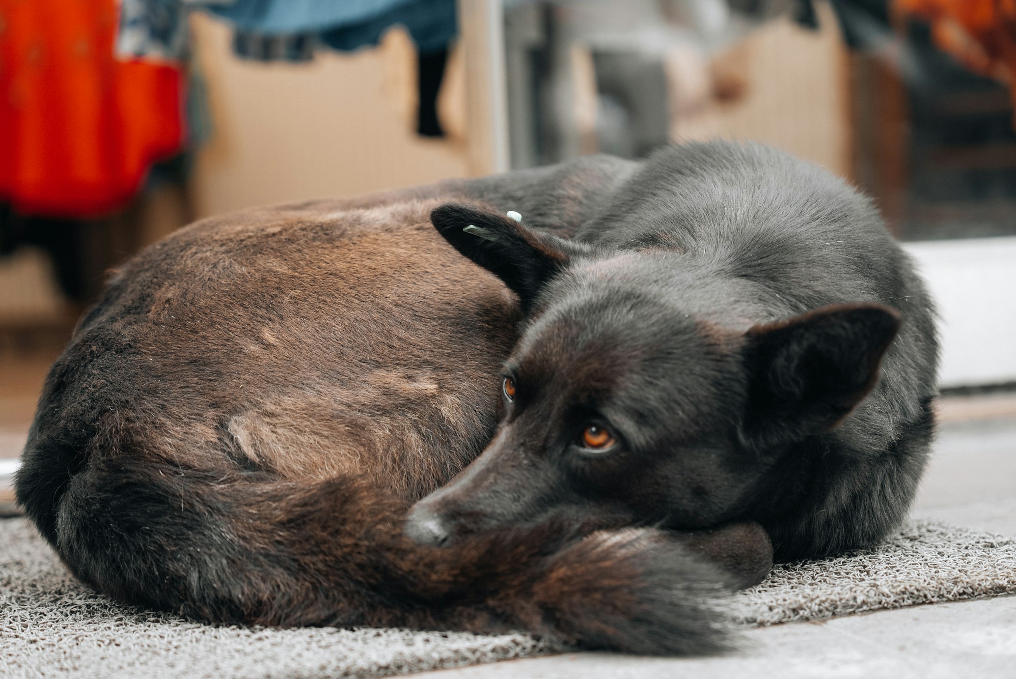 A Cushing's-Like Syndrome in Small Dogs