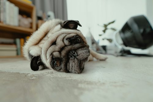 Helping Dogs Adjust With Melatonin and CBD