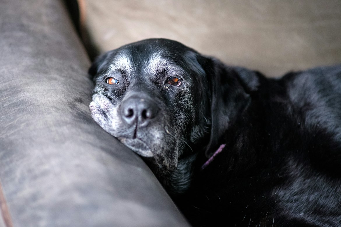 Why aging dogs respond differently to melatonin — and what it means for coat, sleep, and hormone balance