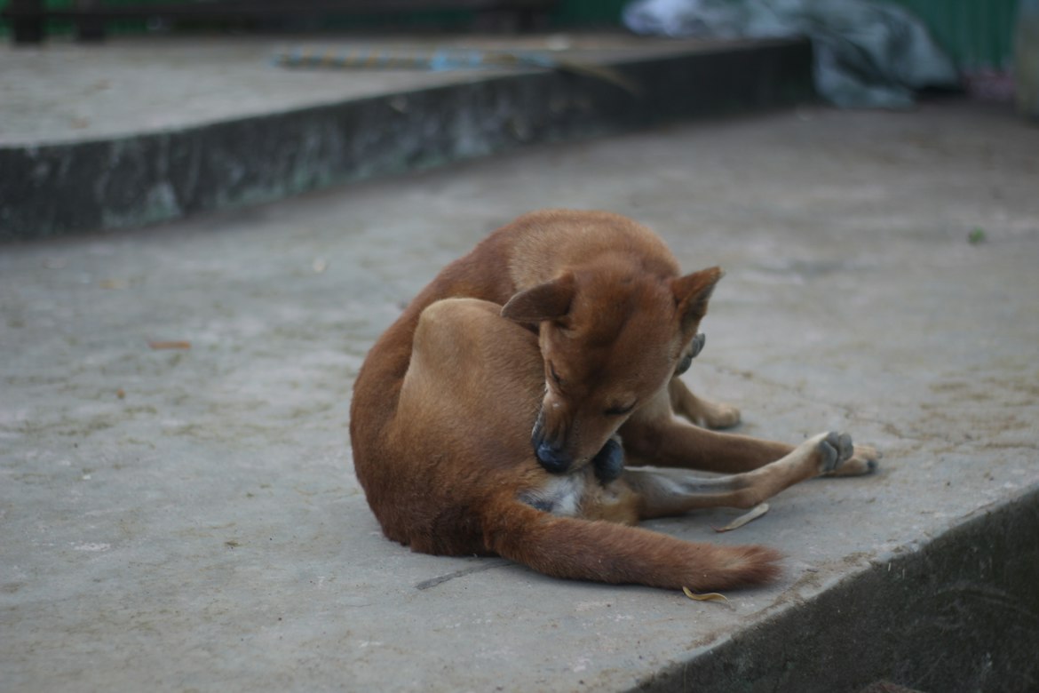 Why oily, itchy dogs need more than a bath, the allergy-yeast cycle explained