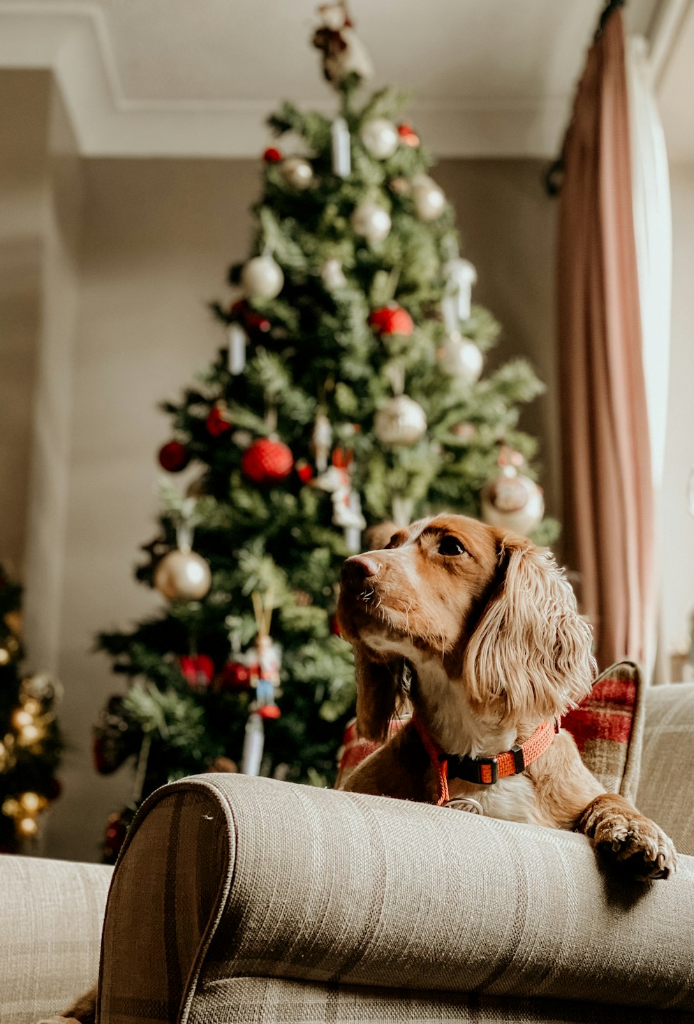 Helping Dogs Recover From Holiday Indulgence