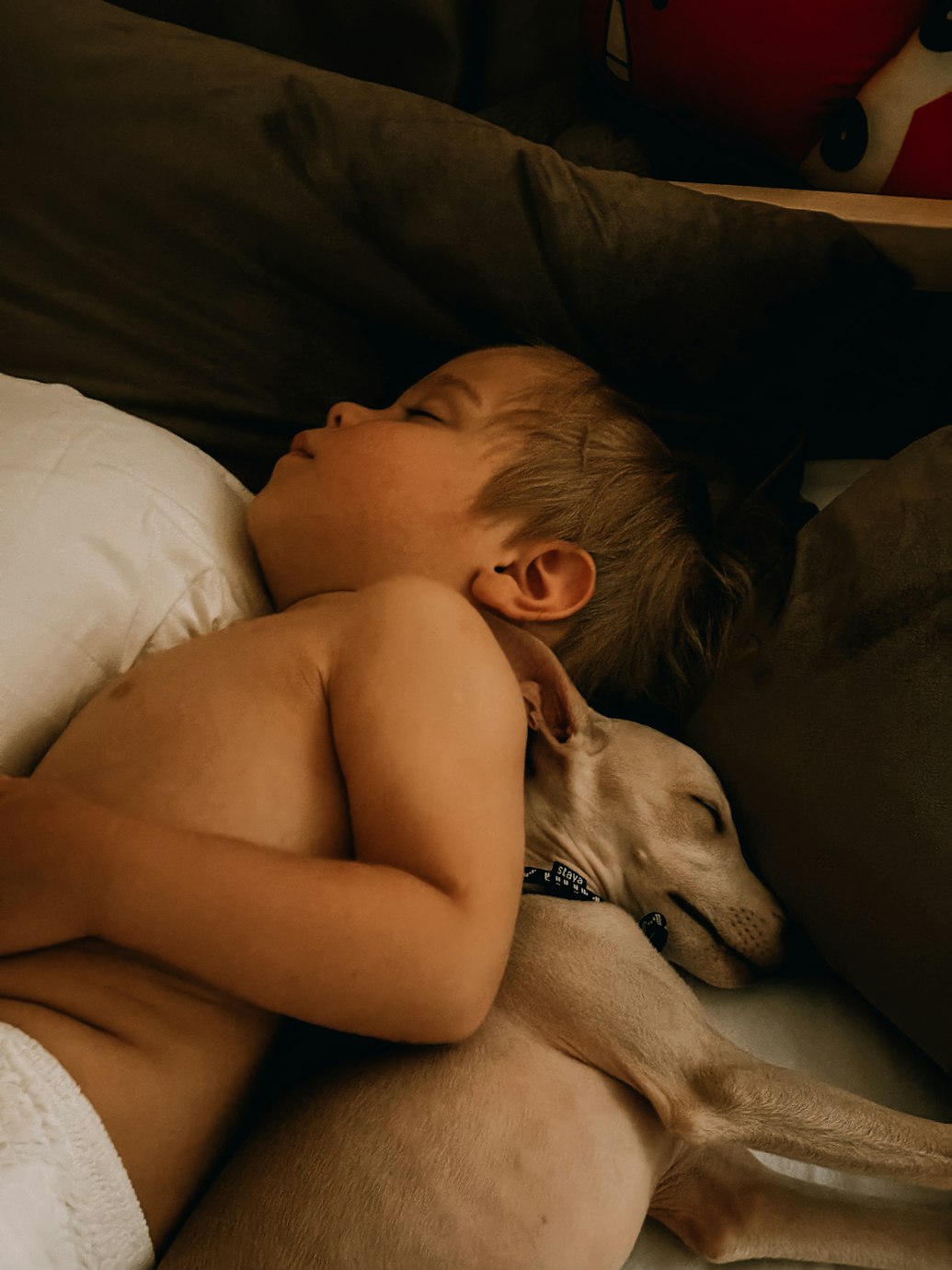 Why Rest Matters for Dogs and Humans